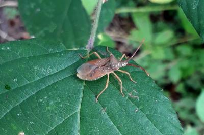 <i>Gonocerus acuteangulatus</i>