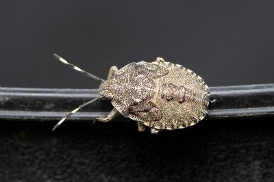 <i>Rhaphigaster nebulosa</i>