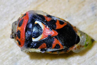 <i>Eurydema ornata</i>