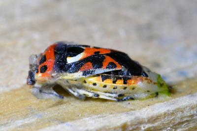 <i>Eurydema ornata</i>