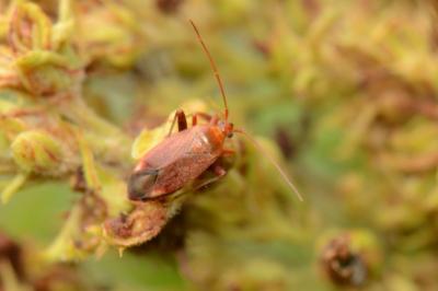 <i>Adelphocoris ticinensis</i>