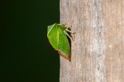 <i>Stictocephala alta</i>