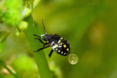 <i>Nezara viridula</i>