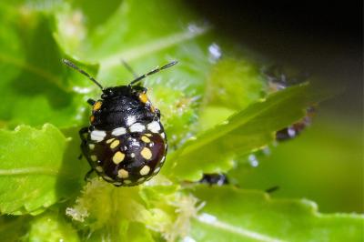 <i>Nezara viridula</i>