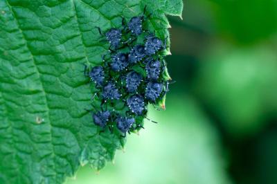 <i>Halyomorpha halys</i>