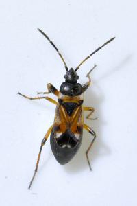 <i>Raglius alboacuminatus</i>
