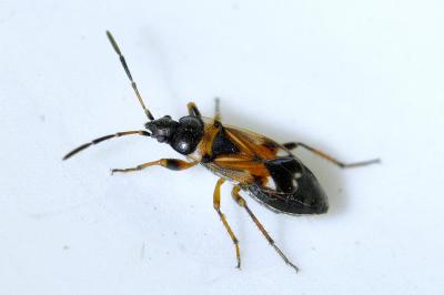 <i>Raglius alboacuminatus</i>