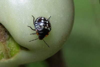 <i>Nezara viridula</i>