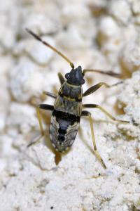 <i>Beosus maritimus</i>