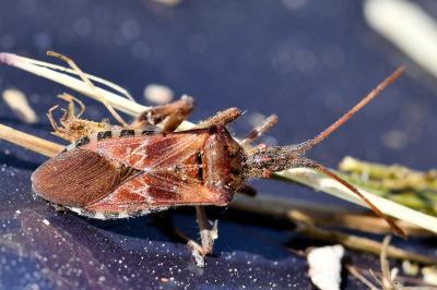 <i>Leptoglossus occidentalis</i>