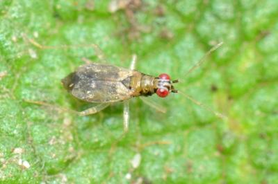 <i>Dicyphus pallicornis</i>