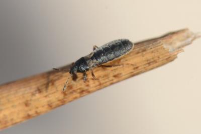 <i>Dimorphopterus spinolae</i>
