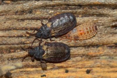 <i>Aneurus laevis</i>