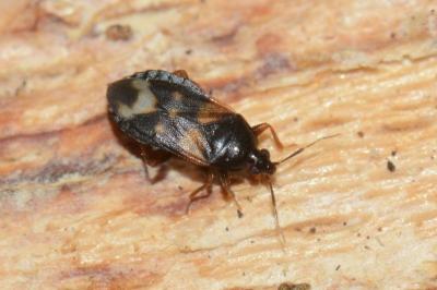 <i>Lyctocoris dimidiatus</i>