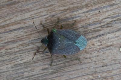 <i>Nezara viridula</i>