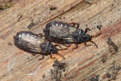 <i>Aneurus avenius</i>