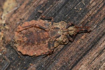 <i>Aradus conspicuus</i>