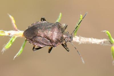 <i>Rhacognathus punctatus</i>