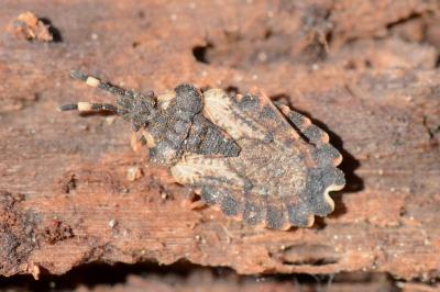 <i>Aradus versicolor</i>