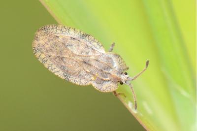 <i>Tingis ampliata</i>