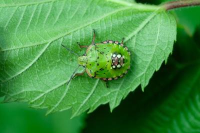 <i>Nezara viridula</i>