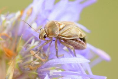 <i>Strongylocoris obscurus</i>