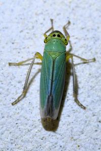 <i>Cicadella viridis</i>