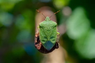 <i>Nezara viridula</i>