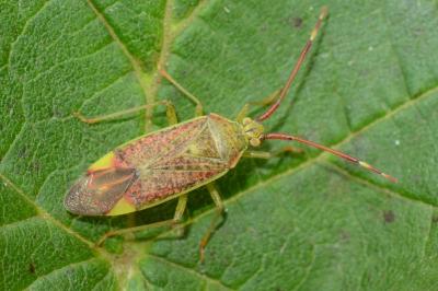<i>Pantilius tunicatus</i>