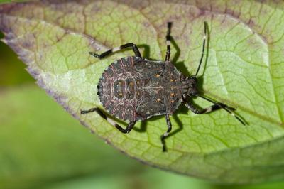 <i>Halyomorpha halys</i>
