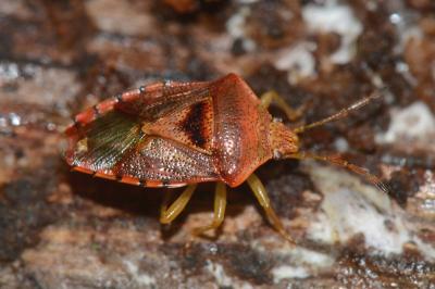 <i>Elasmucha grisea</i>