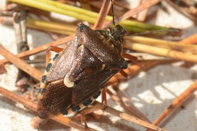 <i>Pinthaeus sanguinipes</i>