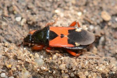 <i>Prostemma guttula</i>