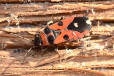 <i>Horvathiolus superbus</i>