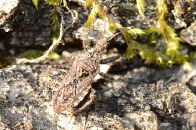 <i>Coranus griseus</i>