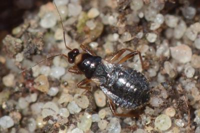 <i>Alloeorhynchus flavipes</i>
