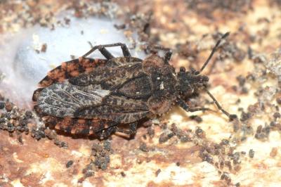 <i>Aradus betulae</i>