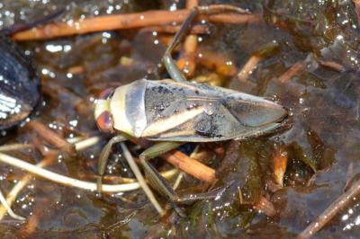 <i>Notonecta obliqua</i>