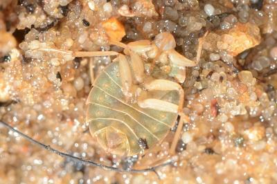 <i>Aphelocheirus aestivalis</i>