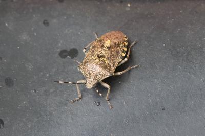 <i>Rhaphigaster nebulosa</i>