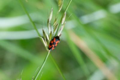 <i>Cercopis vulnerata</i>