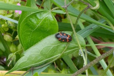 <i>Cercopis intermedia</i>