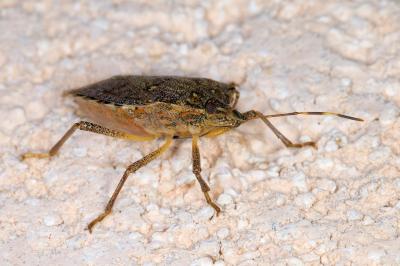 <i>Halyomorpha halys</i>