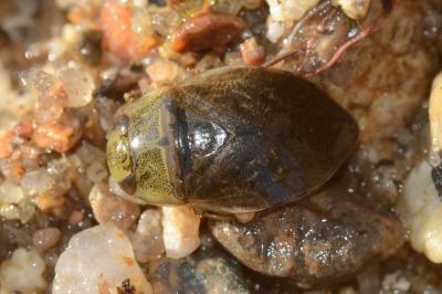 <i>Ilyocoris cimicoides</i>