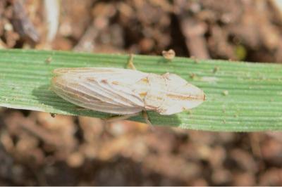 <i>Eupelix cuspidata</i>