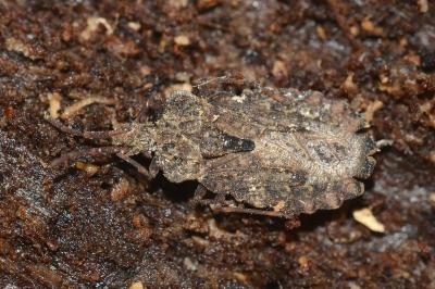 <i>Aradus conspicuus</i>