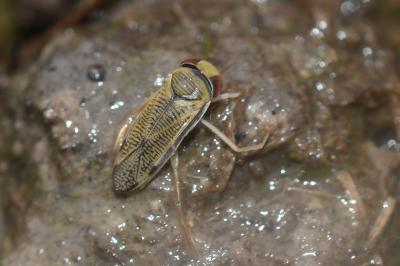 <i>Sigara nigrolineata</i>