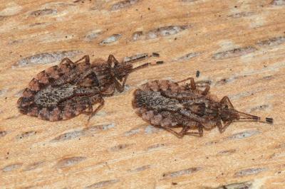 <i>Aradus brenskei</i>