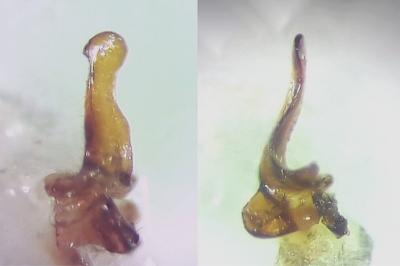 <i>Aradus brenskei</i>