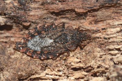 <i>Aradus betulae</i>